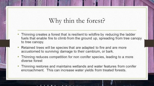 A slide that says why thin the forest on it