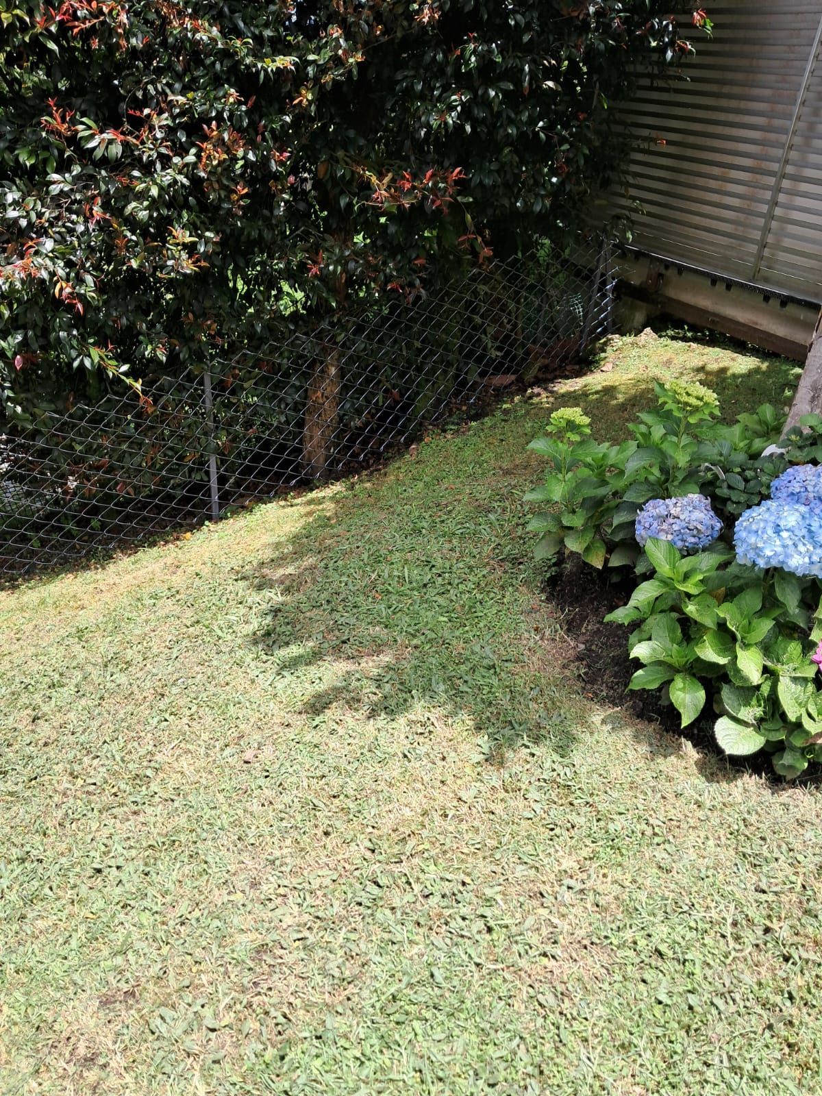 Rincón de jardín trasero con césped, cerca de alambre, seto y hortensias azules en flor junto a una cerca de madera