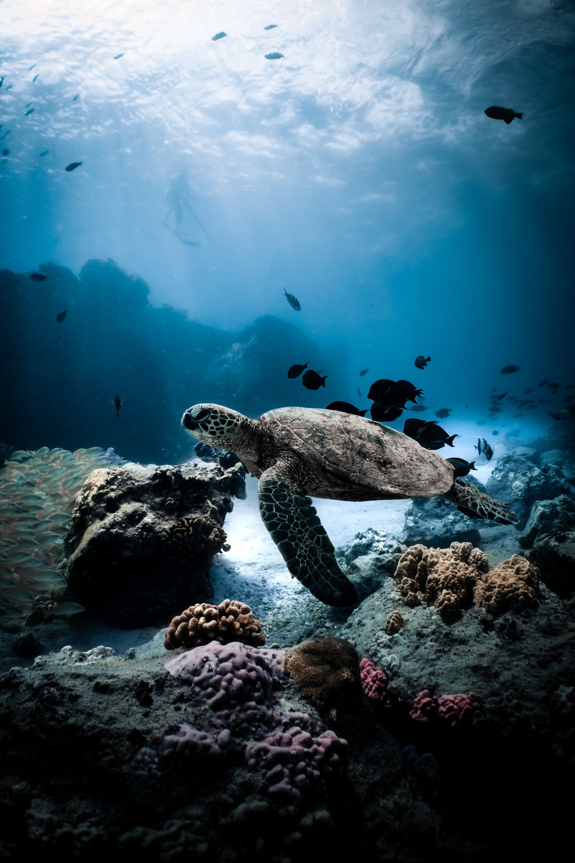 diving in the red sea