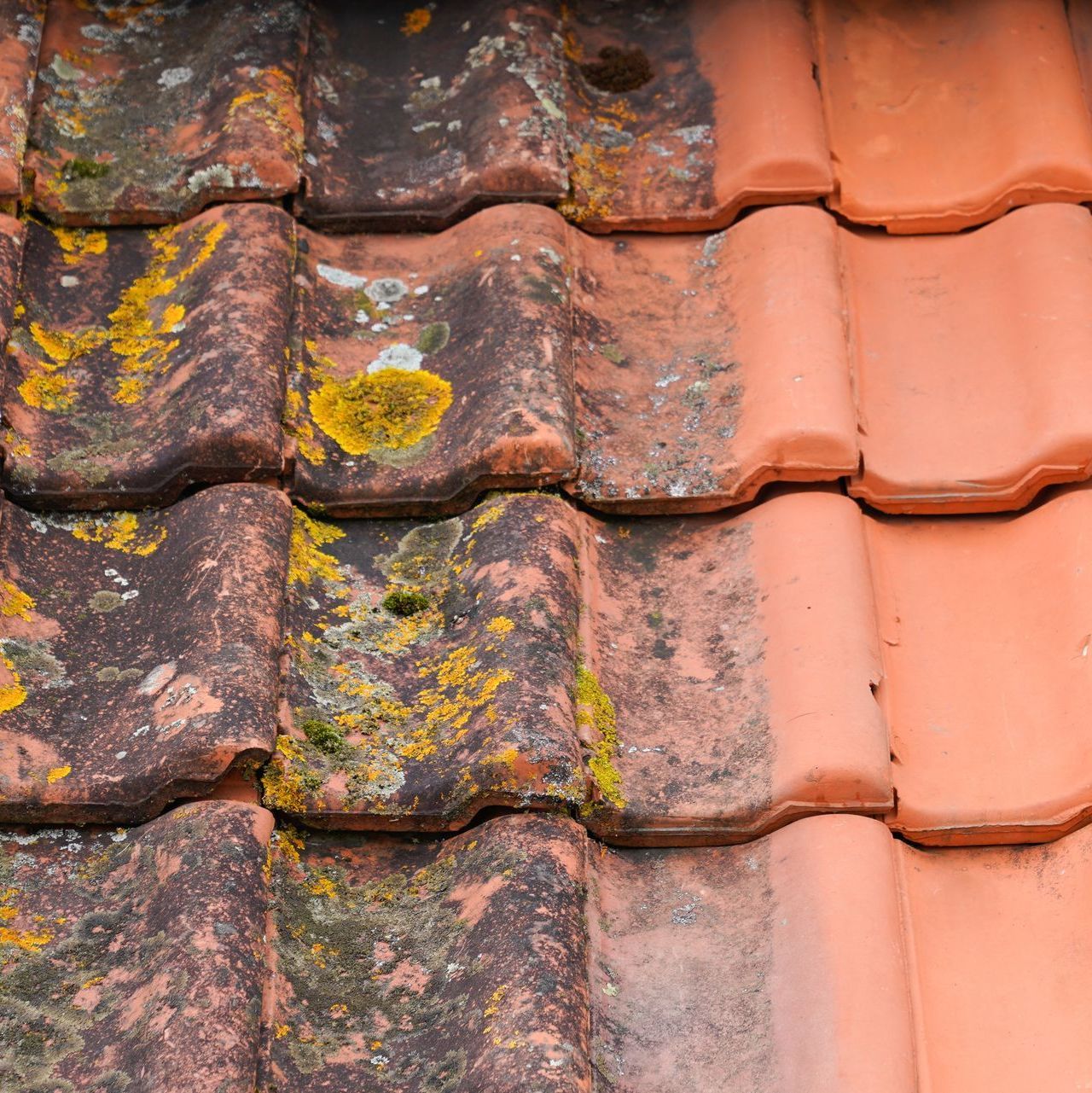 A close up of a roof with old tiles with algae and tiles that have been cleaned.