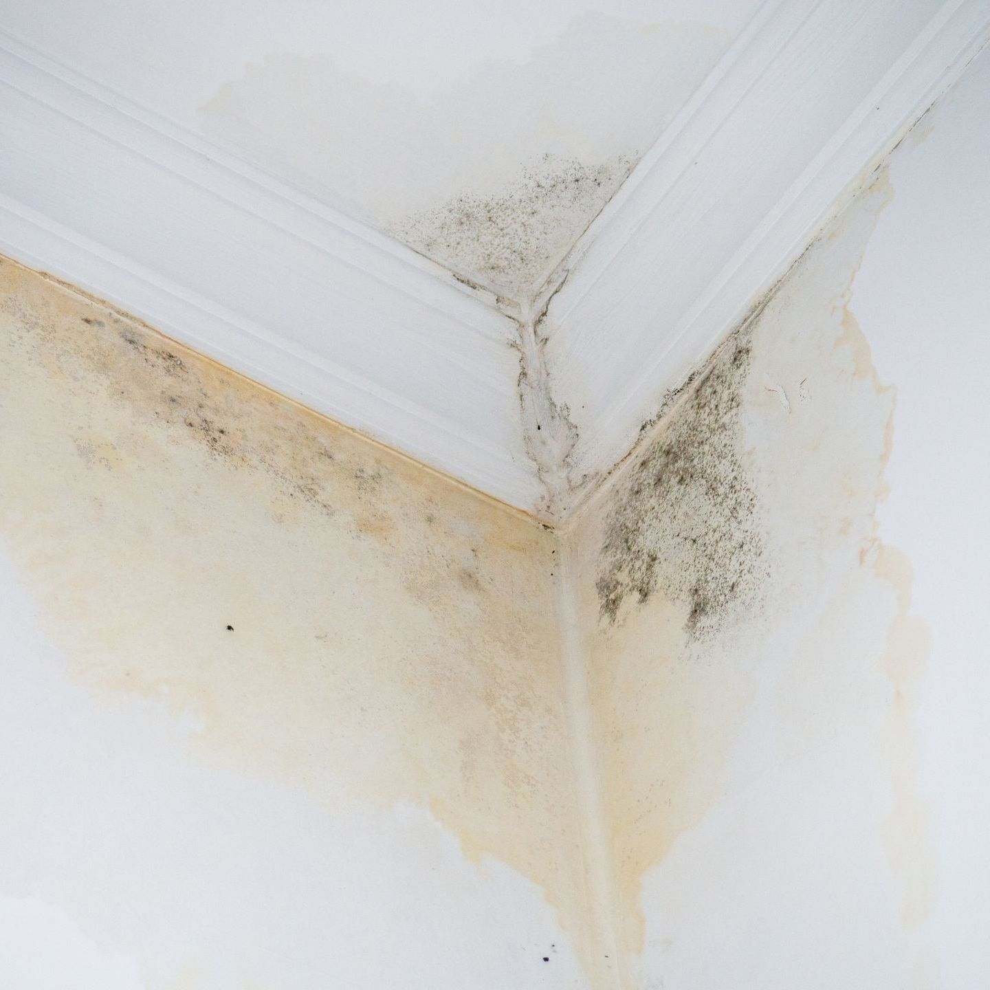A corner of a wall with mold growing on it.