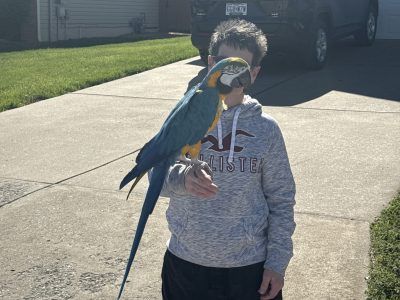 Person holding a blue-and-yellow parrot on a sunny driveway