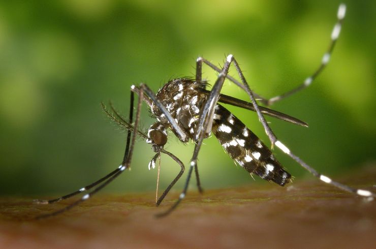 A black and white Aedes mosquito biting human skin, showing characteristic striped markings against a green background.