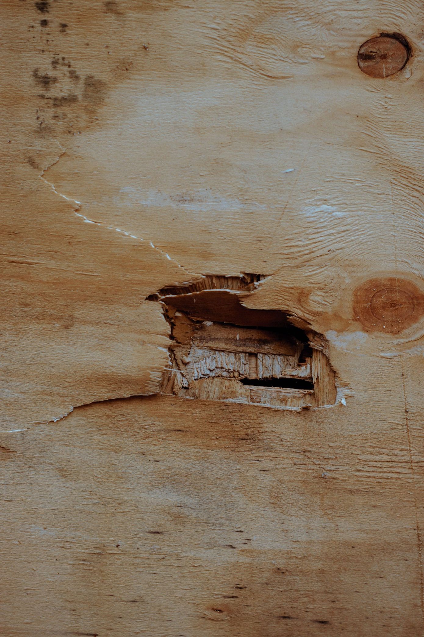 Ants crawling along a light-colored surface near a wooden edge.