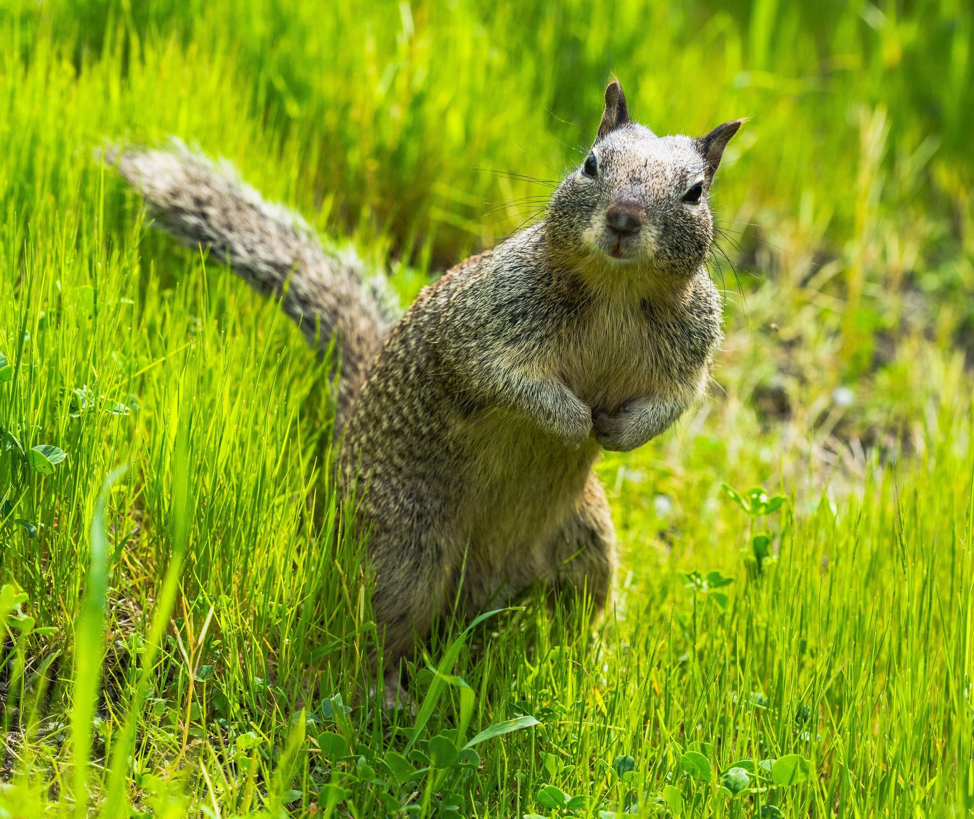 Rodent control. Gray squirrel in yard.