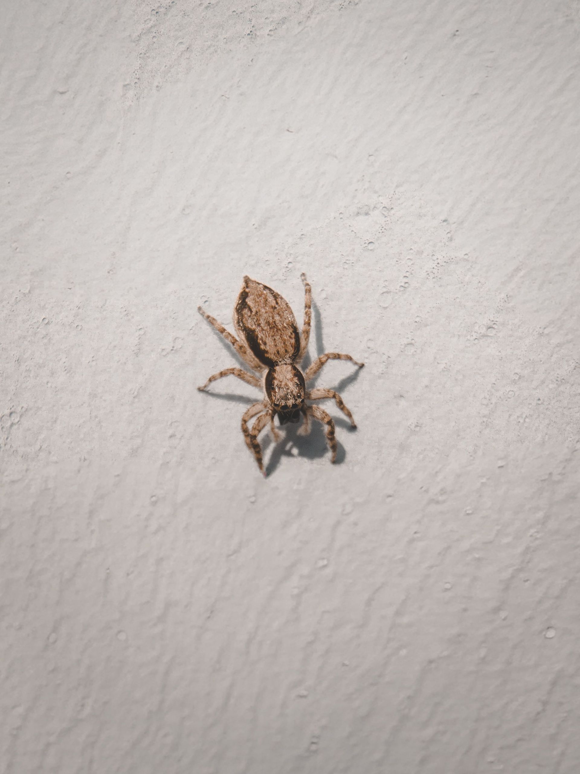 Red ant on a green leaf with visible veins and some brown spots.
