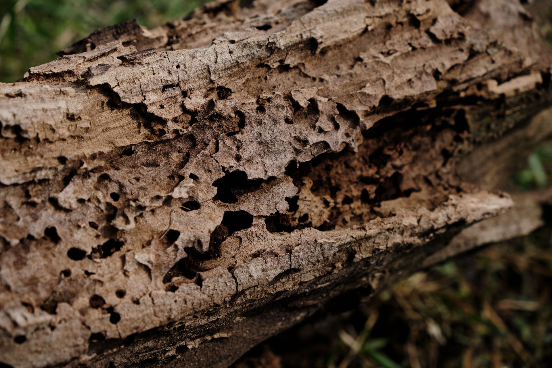 Termites on wood, light brown bodies, dark debris in wood, close-up.