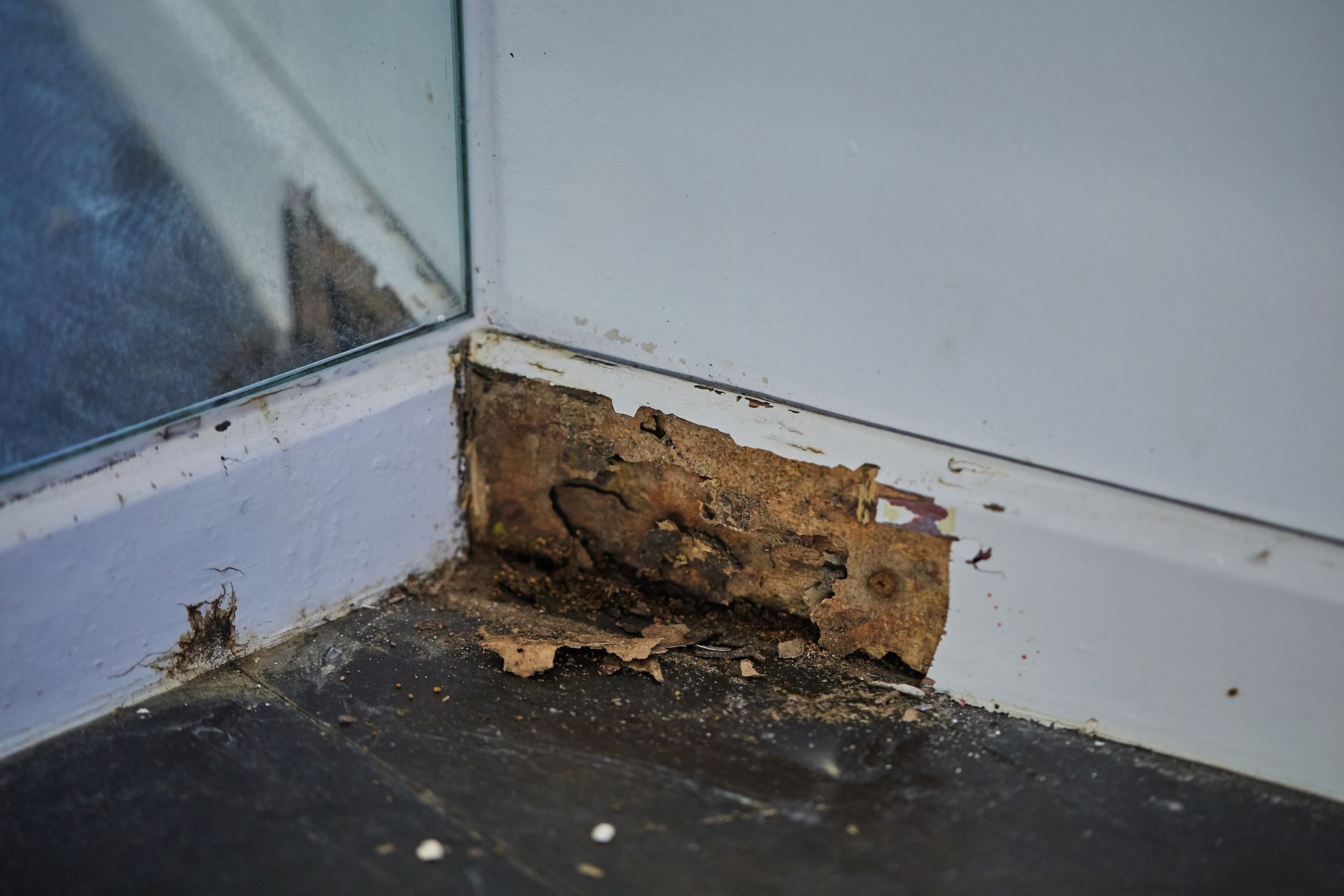 Corner of a room with extensive termite damage to the baseboard and flooring; wood is crumbling.