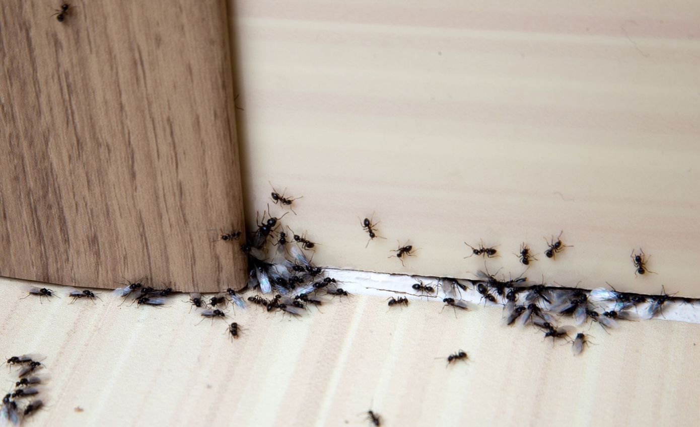 Ants crawling along a light-colored surface near a wooden edge.