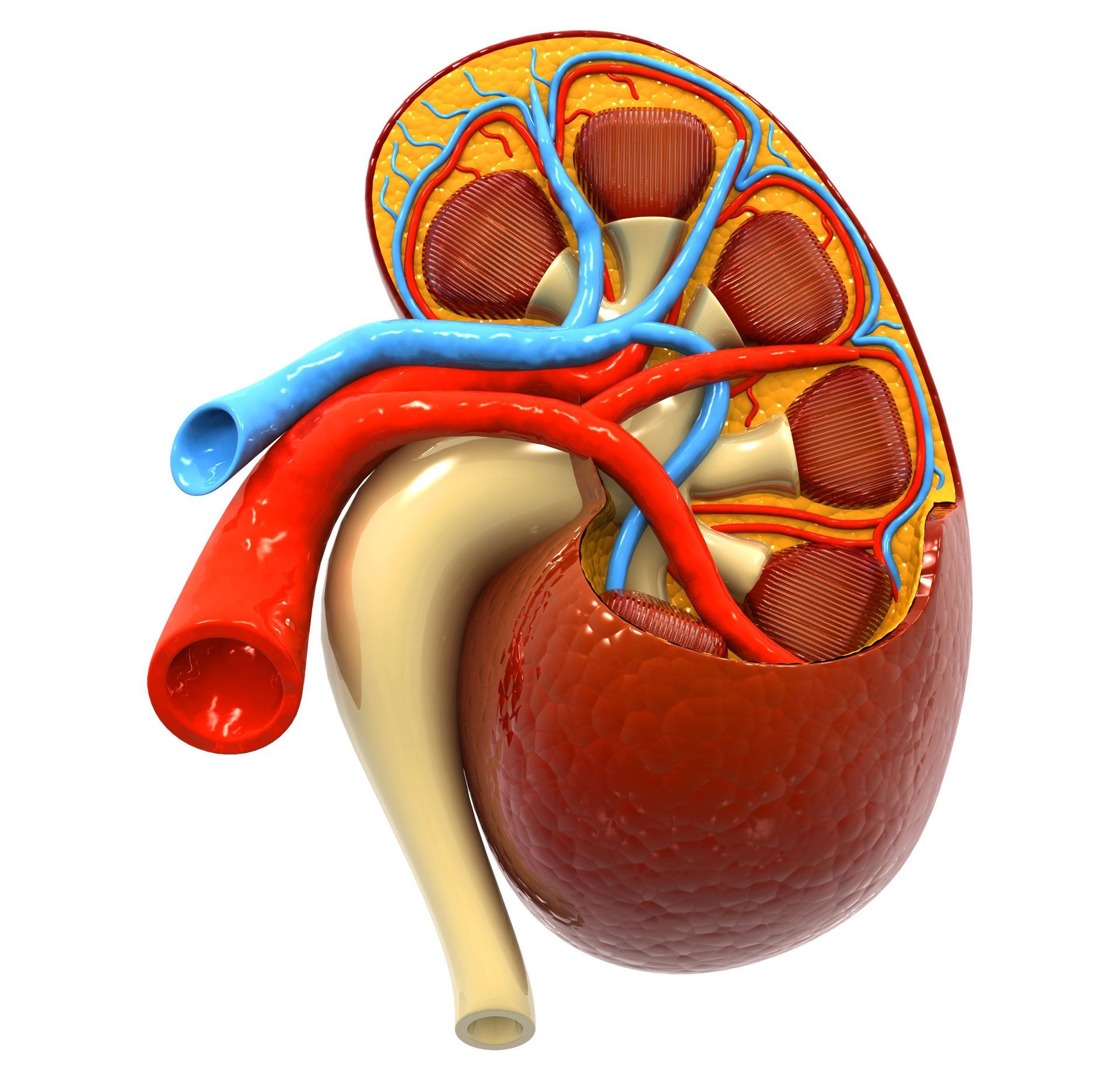 MEDICO UROLOGO
