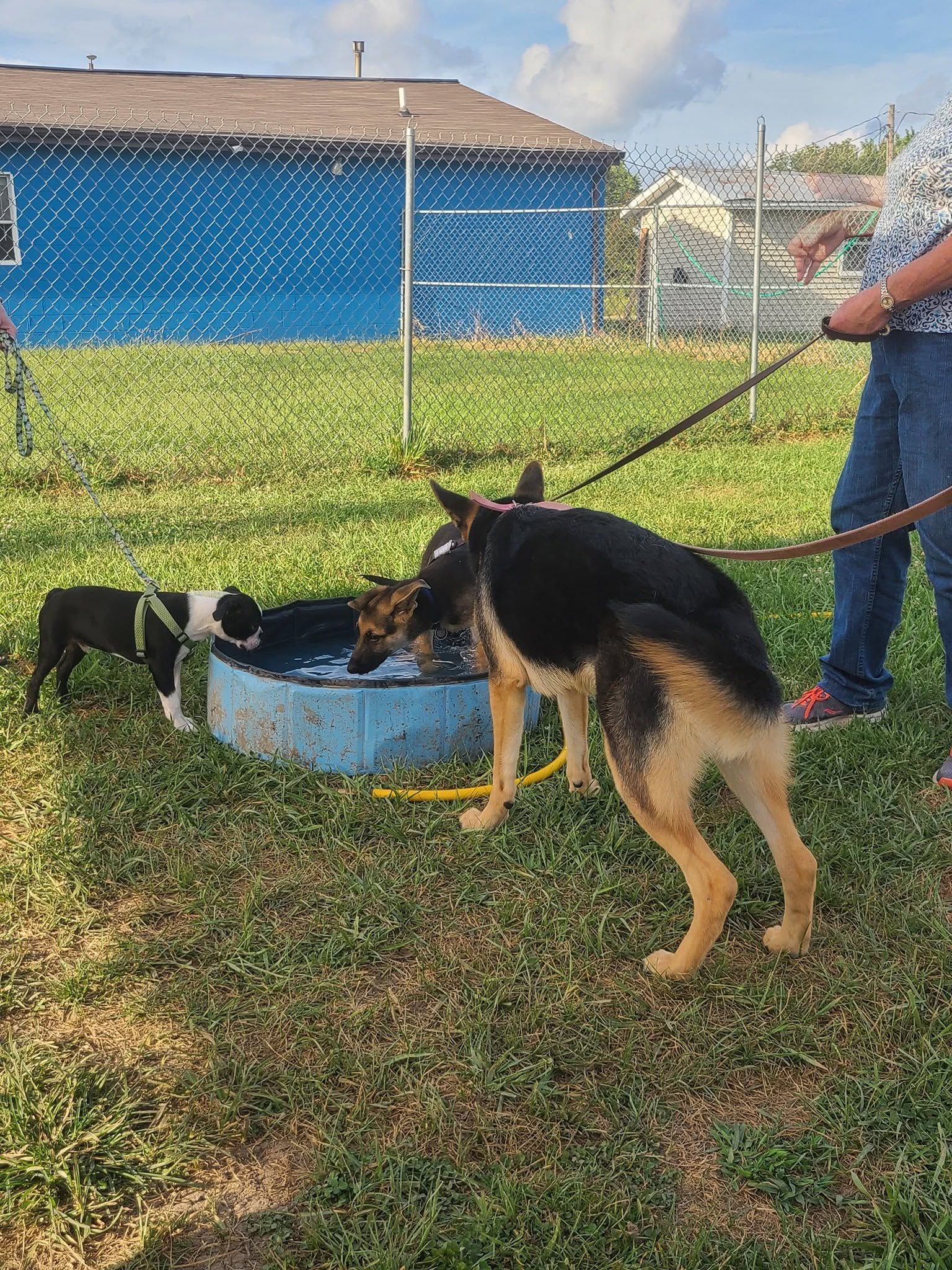 Two dogs drinking from a blue tub in a grassy yard, with a person holding a leash nearby.