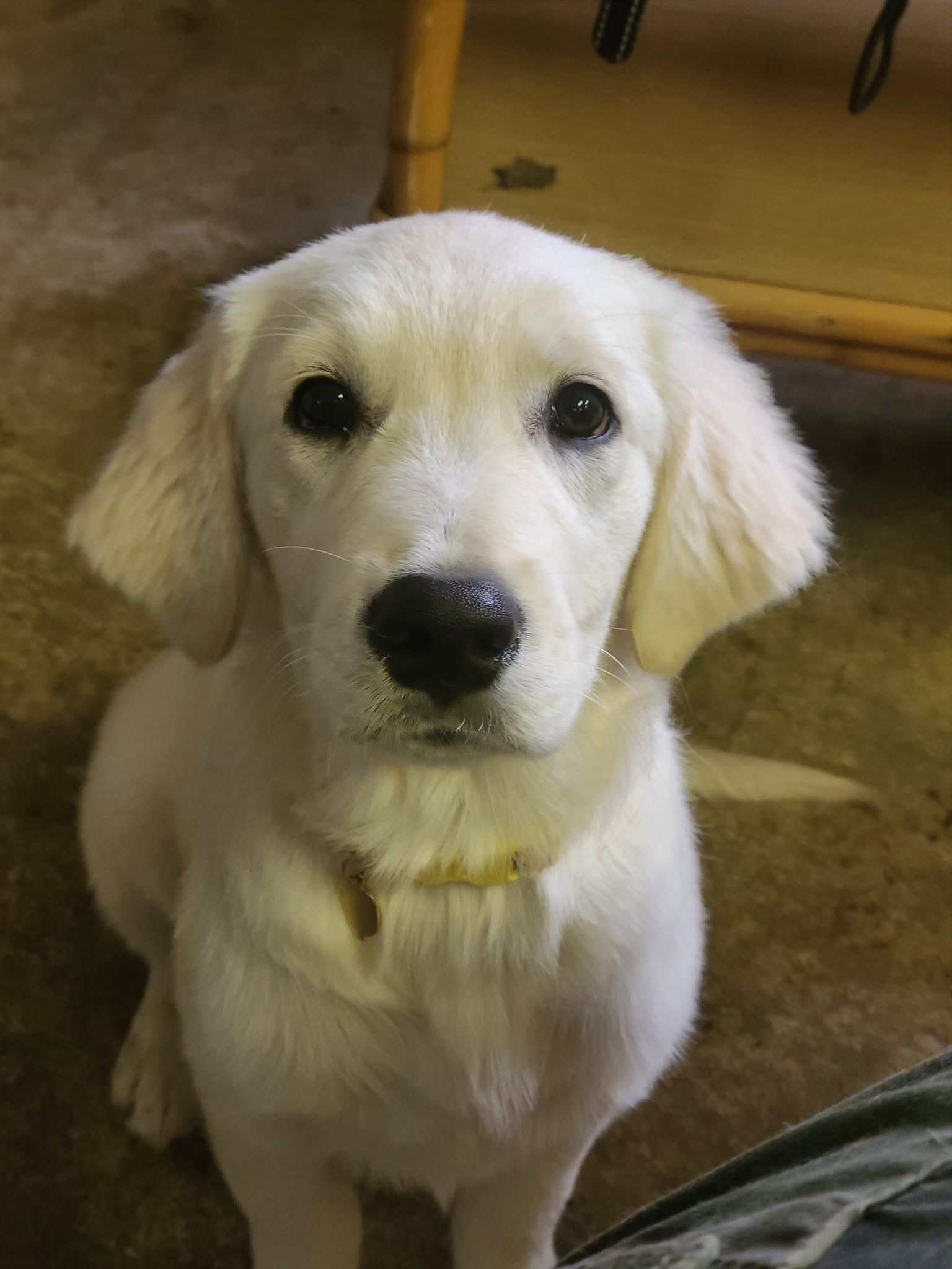 White puppy with floppy ears sitting indoors, looking at the camera with a black nose and yellow collar