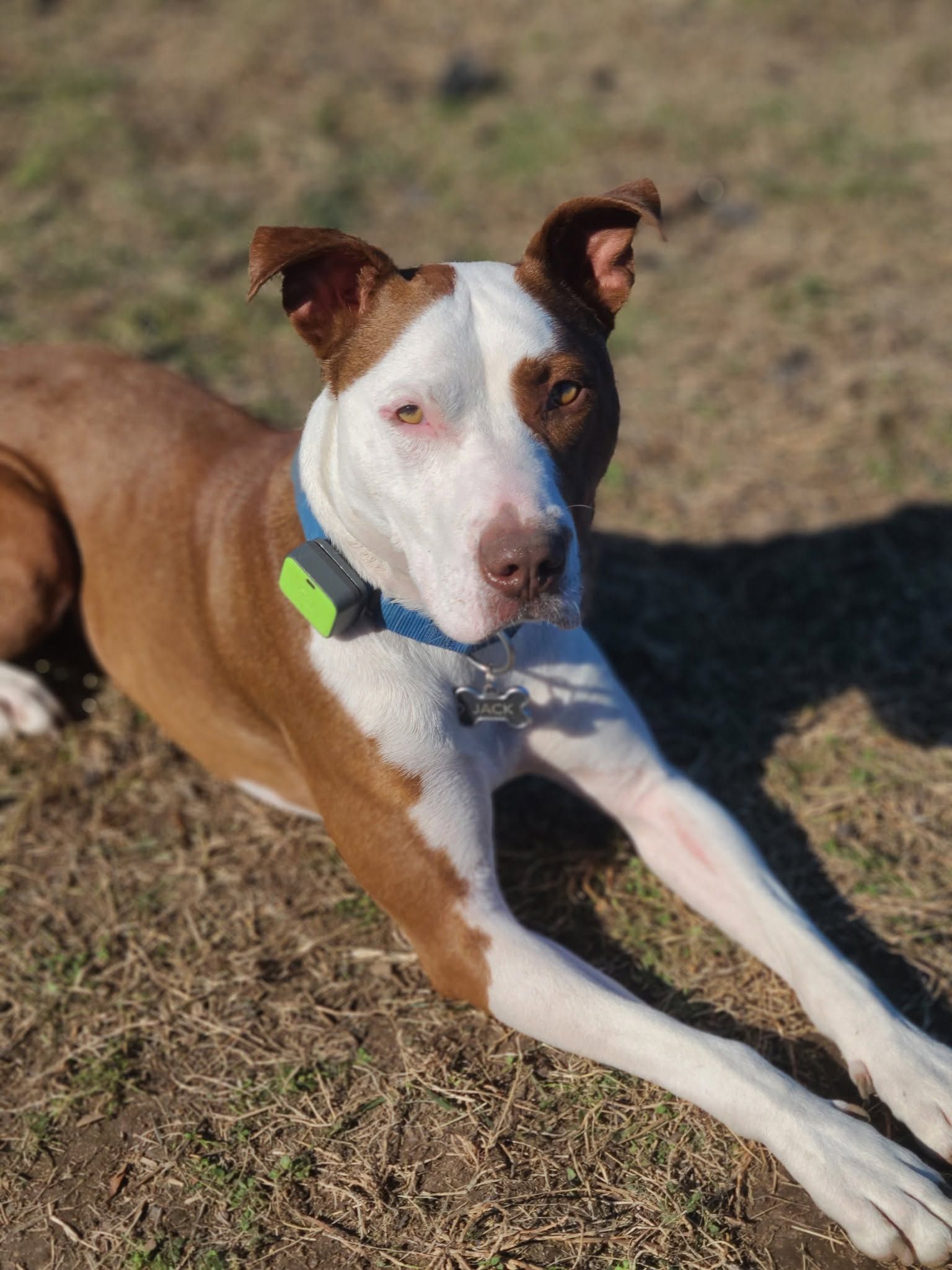 Brown and white dog lying on grass in sunlight, wearing a collar and looking at the camera