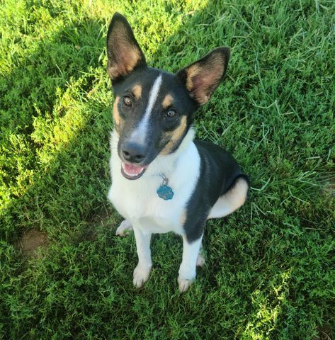Black-and-white dog sitting on grass, looking up with ears perked and wearing a blue collar tag.