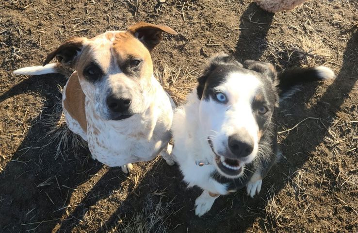 Two dogs sitting on dirt, looking up at the camera, one tan and white, one black and white.