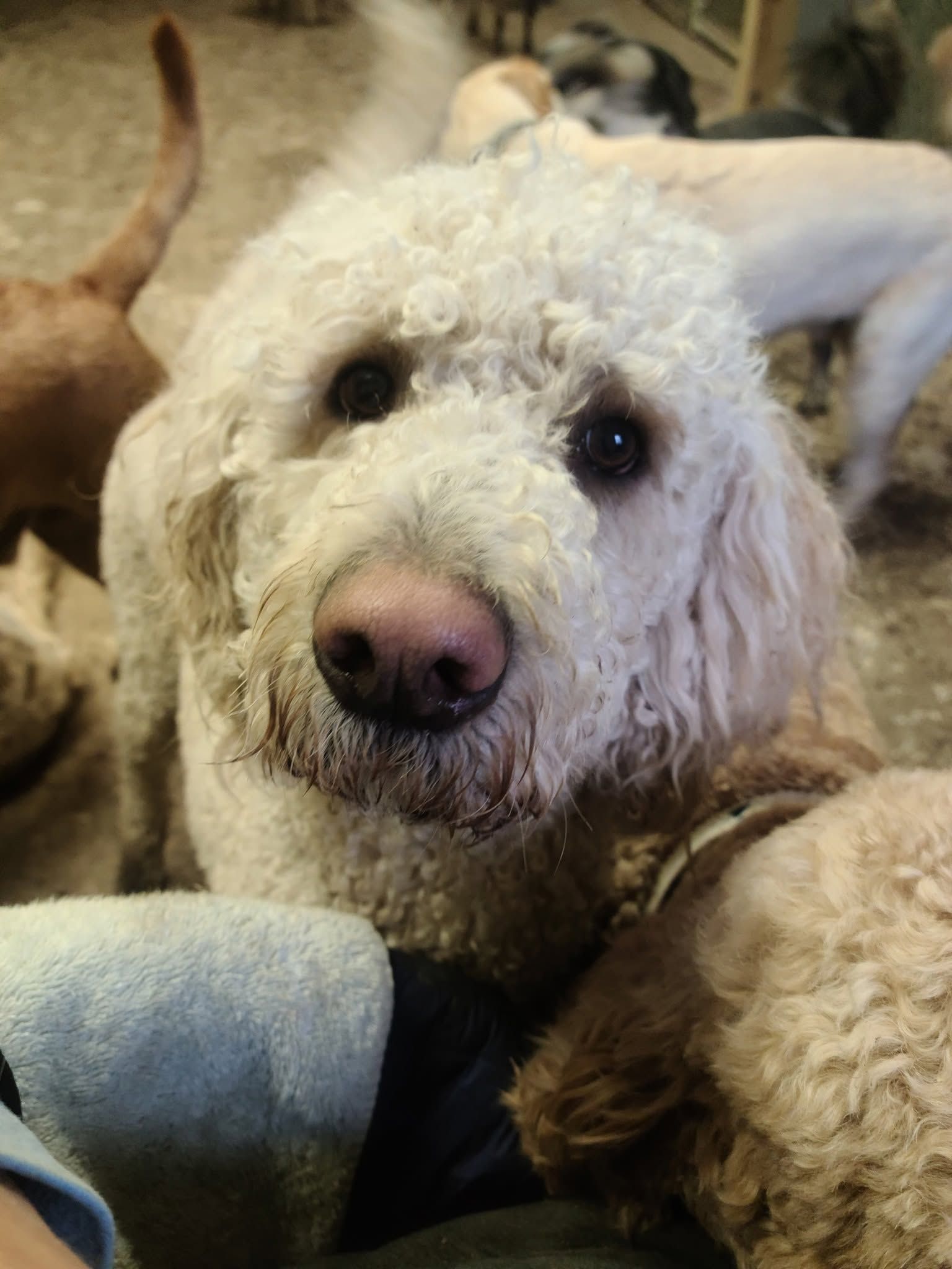 Close-up of a fluffy cream-colored dog resting with its head on a person’s lap.
