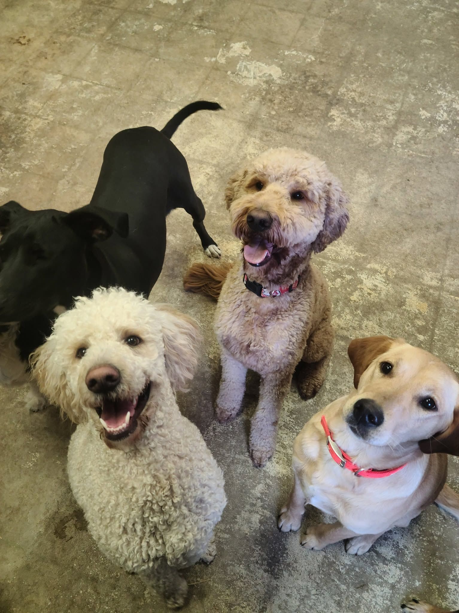 Four dogs sitting and looking up on a concrete floor, including two curly white dogs and a tan dog with a red collar.