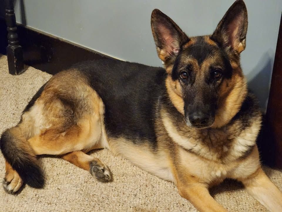 German Shepherd lying on carpet indoors, facing the camera.