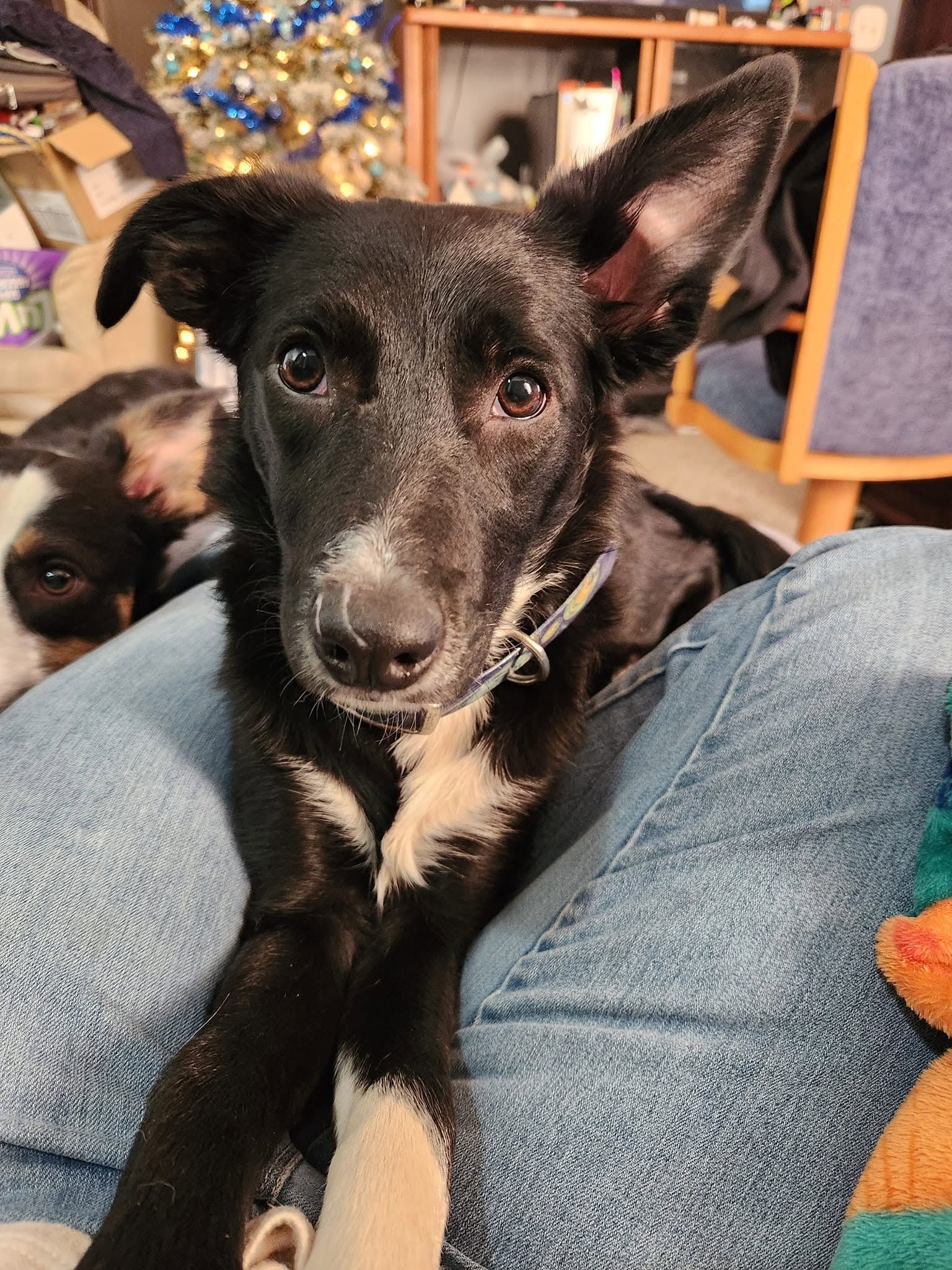 Black puppy with white chest sitting on a person’s lap indoors, looking at the camera