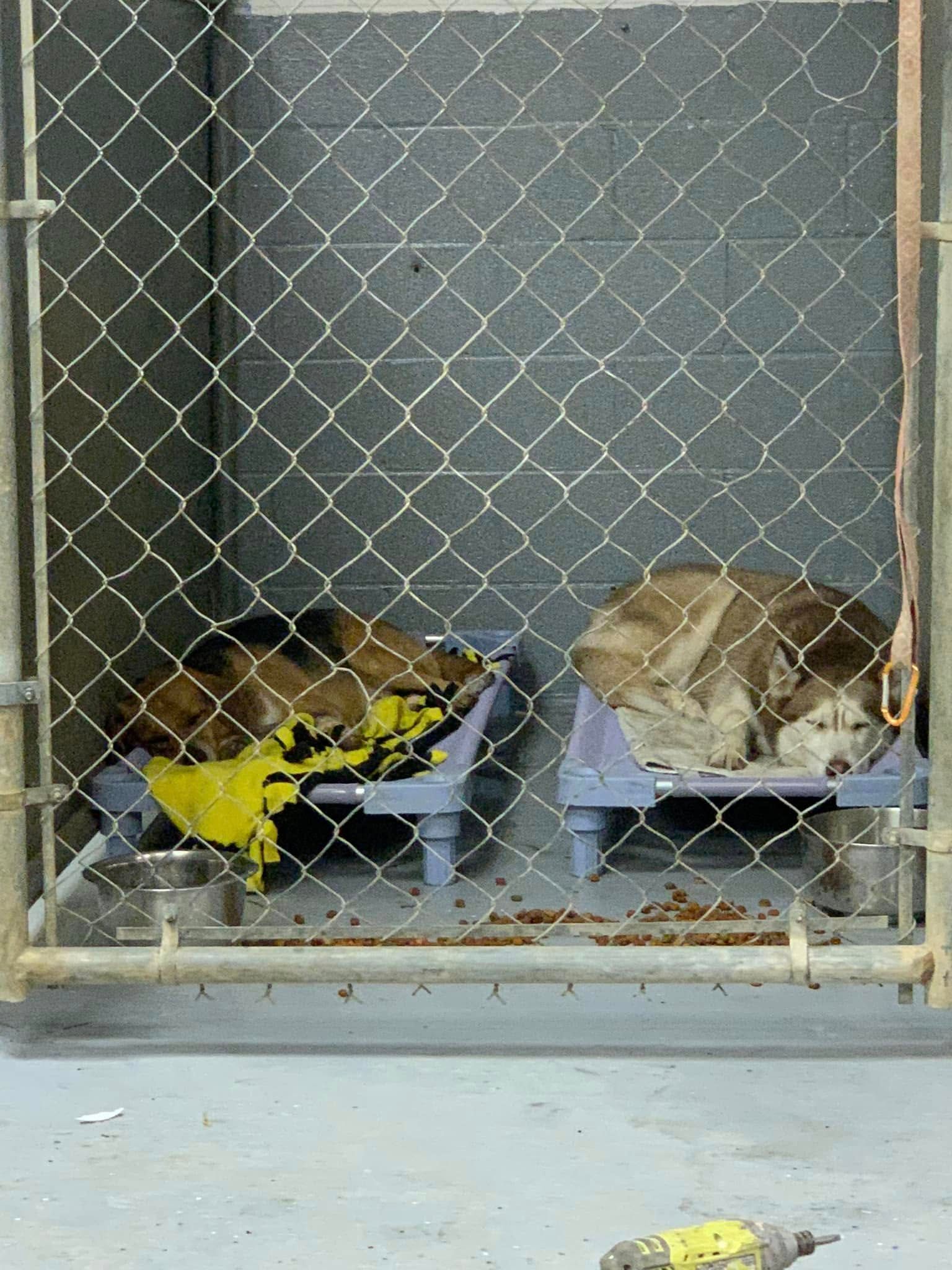 Two cats resting in separate kennels behind chain-link fencing, one with a yellow blanket.