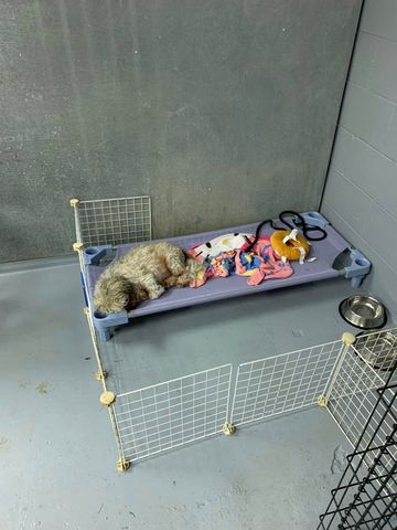 Small dog sleeping on a raised cot bed with colorful toys in a kennel enclosure.