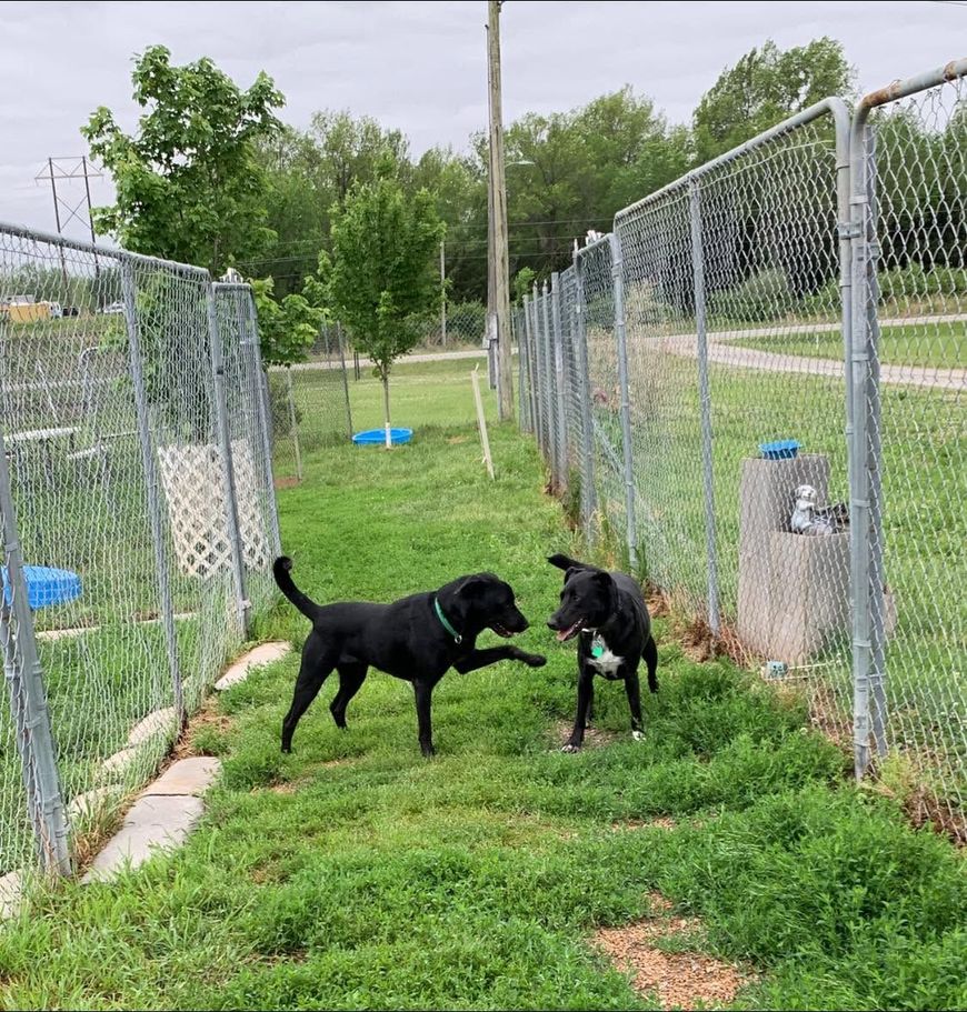 Two black dogs playing in a grassy fenced dog run outdoors