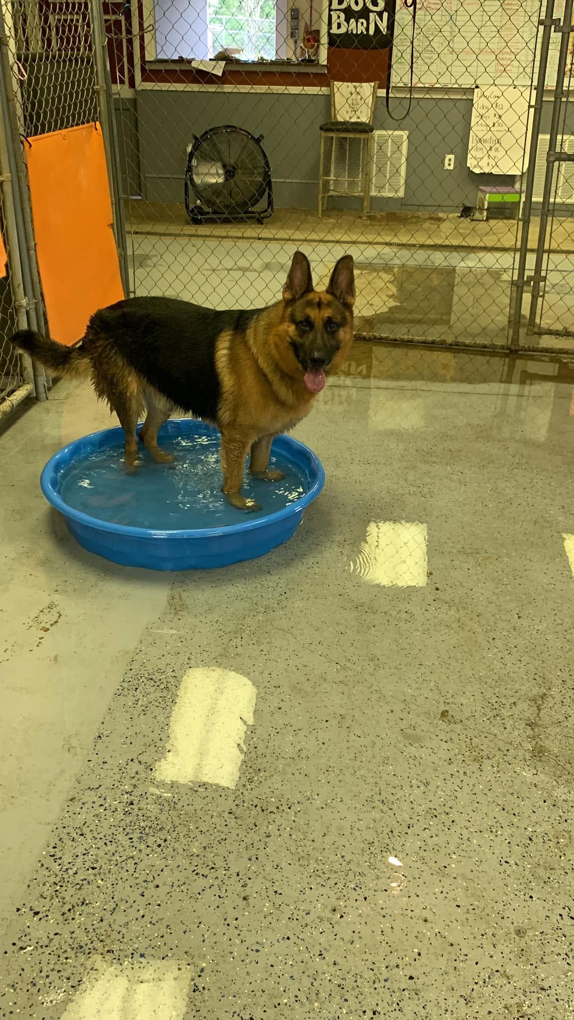 German Shepherd standing on a blue balance disc in a room with a speckled floor and orange wall panel
