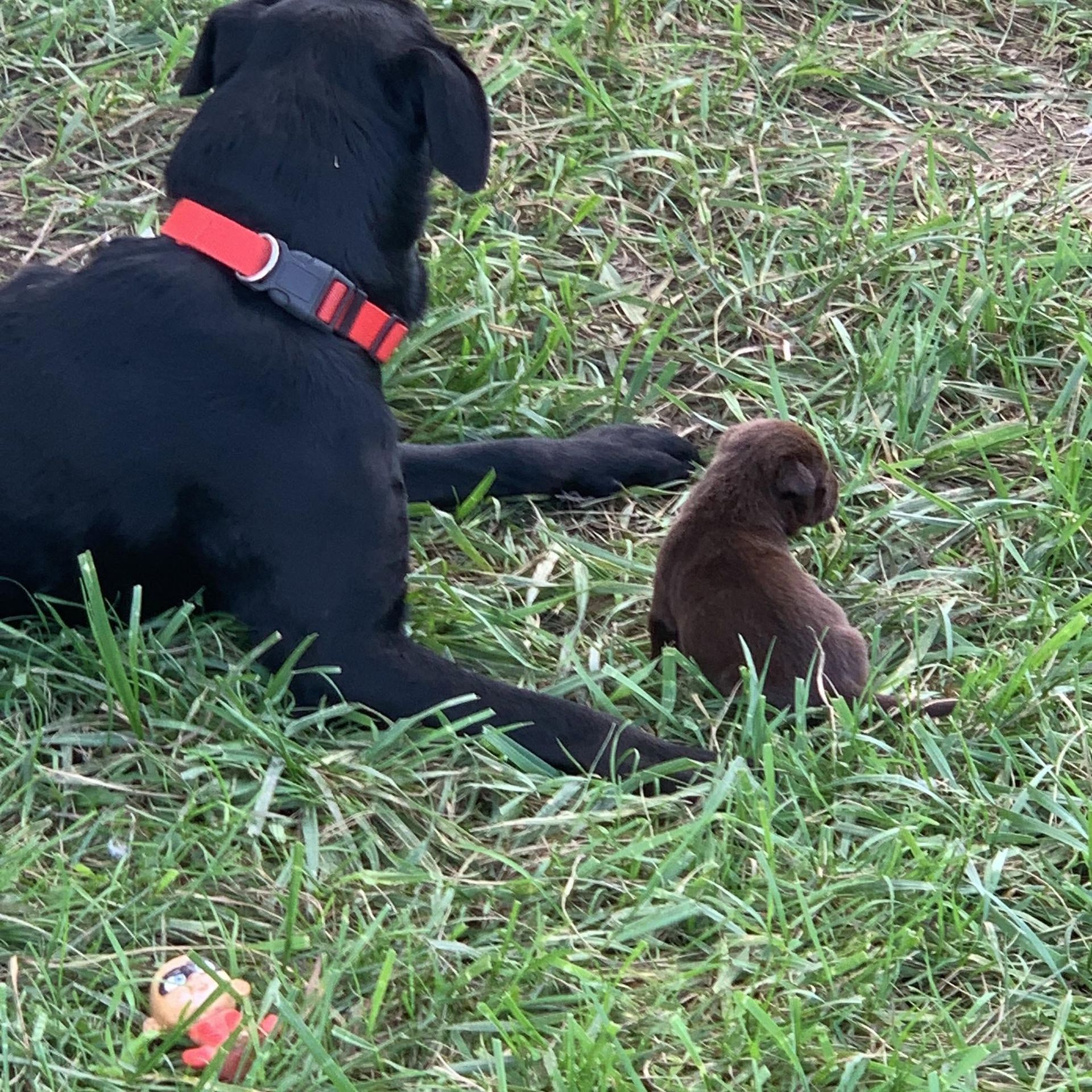 Black dog with red collar lying in grass beside a small brown puppy.