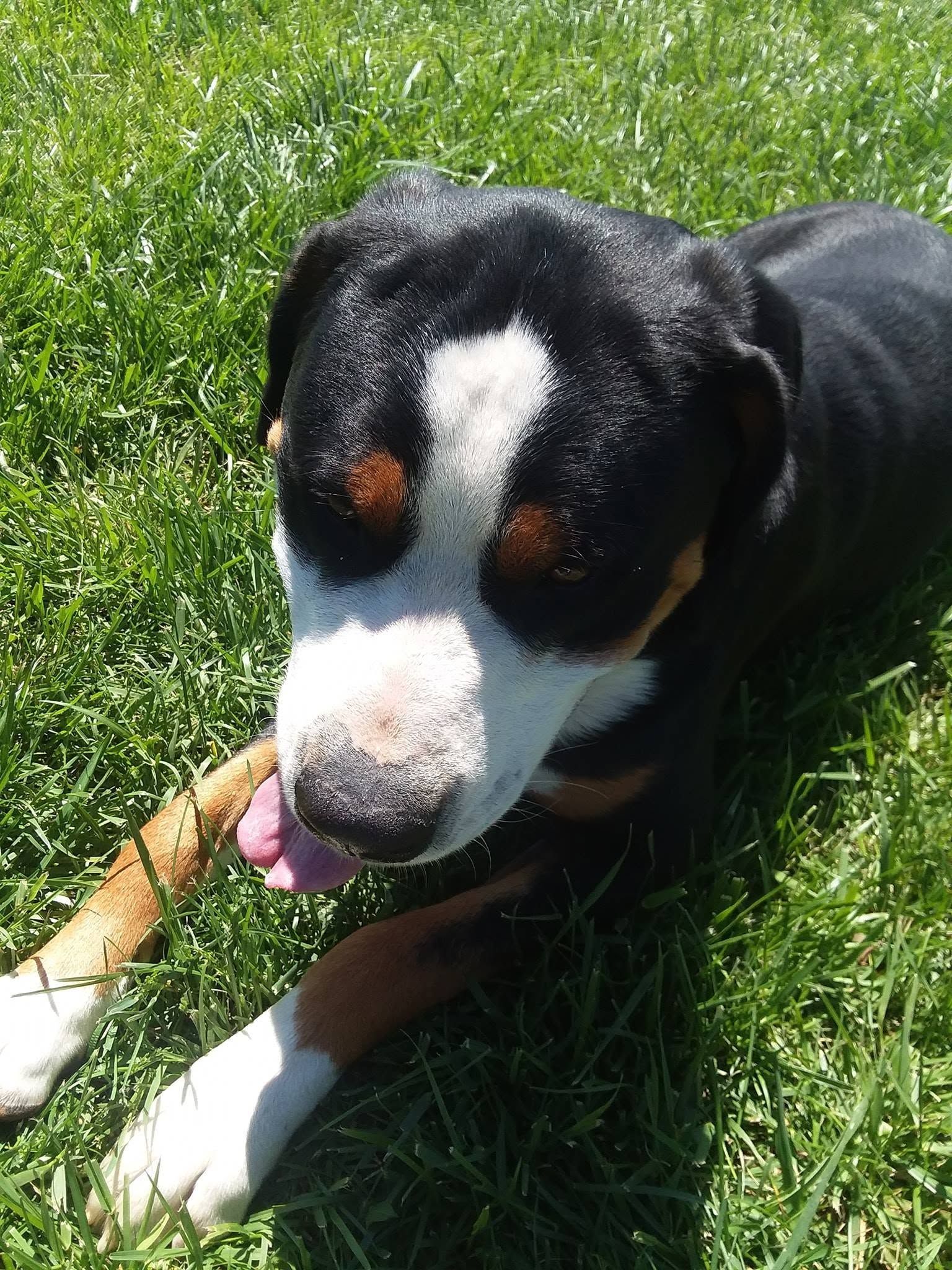 Black, white, and tan dog lying in green grass with a stick in its mouth.
