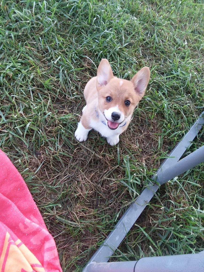 Small tan-and-white corgi puppy sitting on grass and looking up with tongue out.