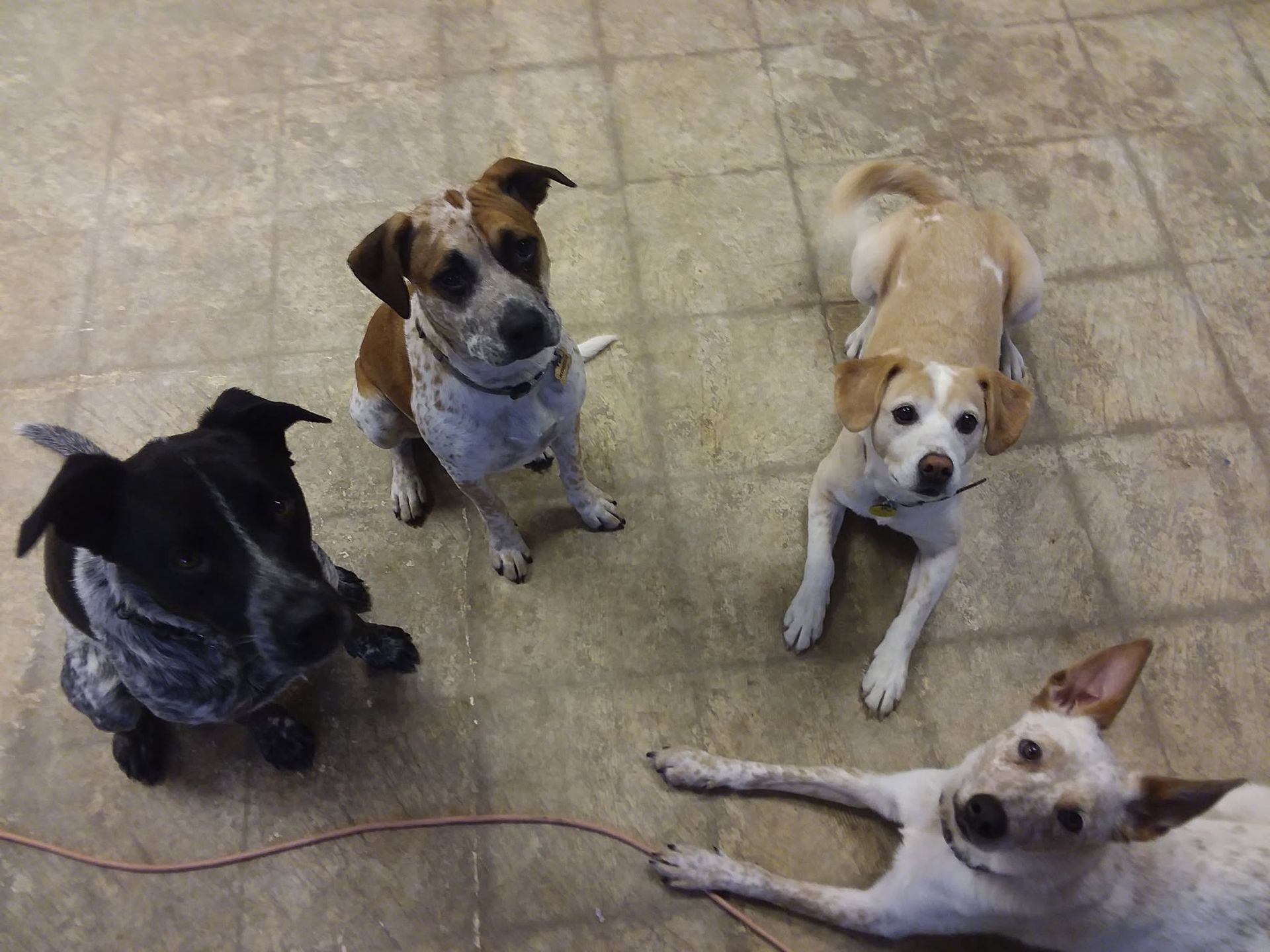 Four dogs sitting and lying on a tiled floor, looking up at the camera.