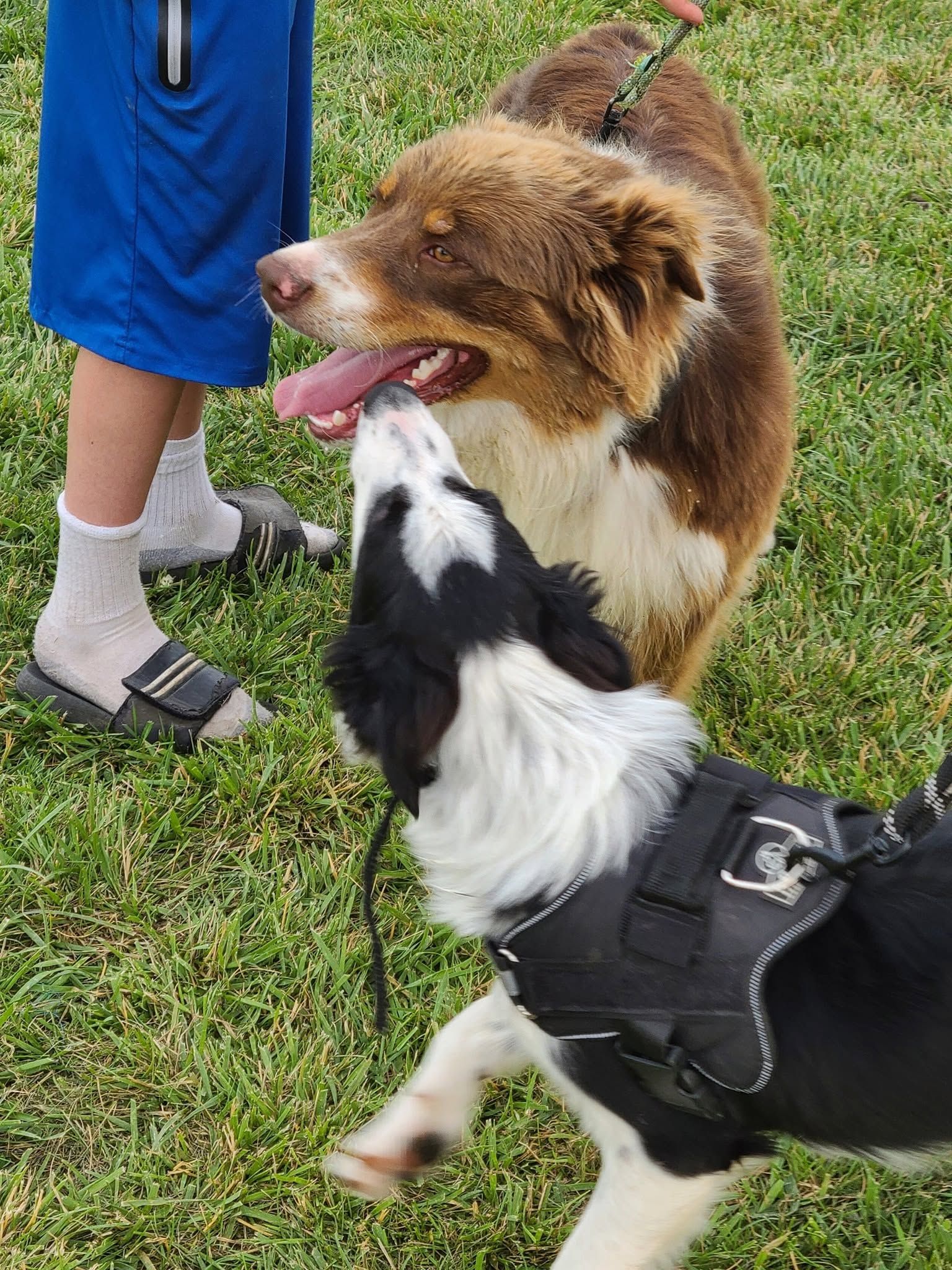 Two dogs on grass, one brown and one black-and-white, greeting each other beside a person in blue shorts.