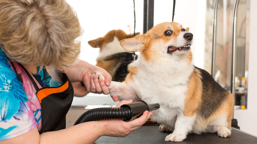 Groomer blow-drying a small dog on a grooming table as the dog looks up nervously