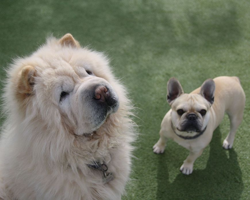 Two dogs on green turf: a fluffy white dog and a tan French bulldog looking up at the camera.