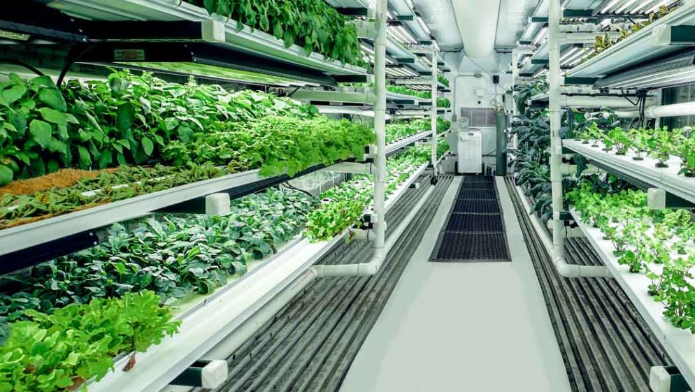 A long hallway filled with lots of green plants growing on shelves.