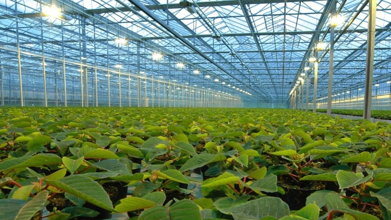 A greenhouse filled with lots of green plants and lights.