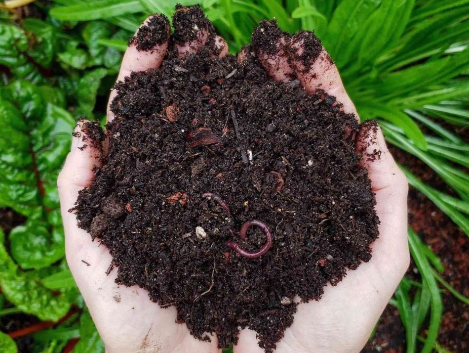 A person is holding a pile of dirt in their hands.