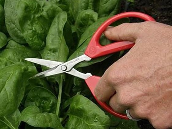 A person is cutting spinach with a pair of scissors.