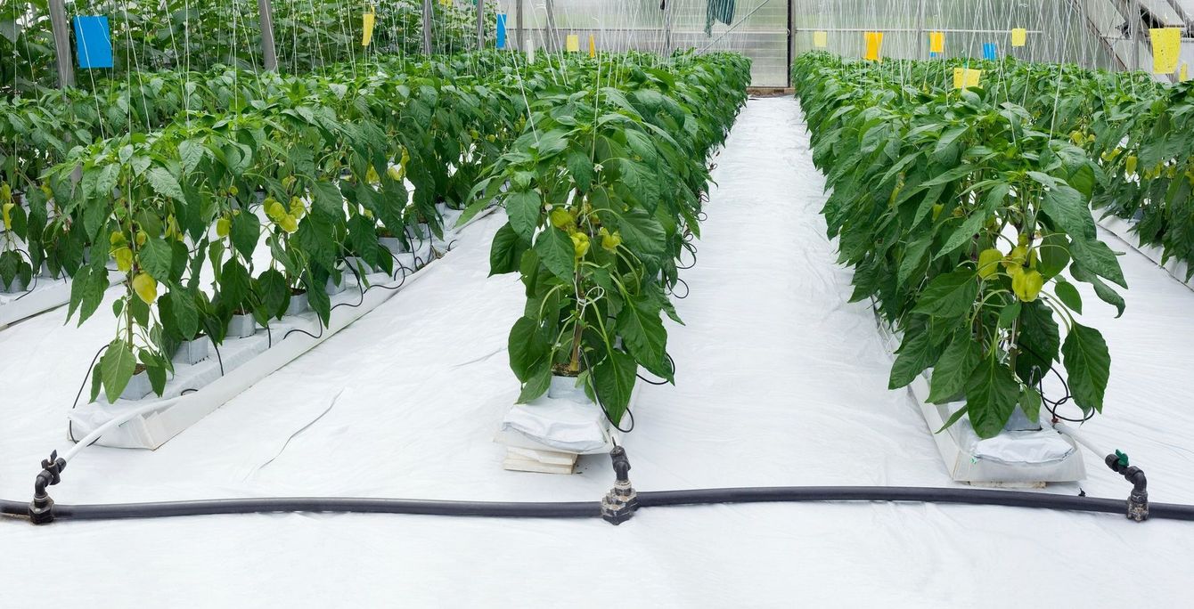 A greenhouse filled with lots of plants and a hose.