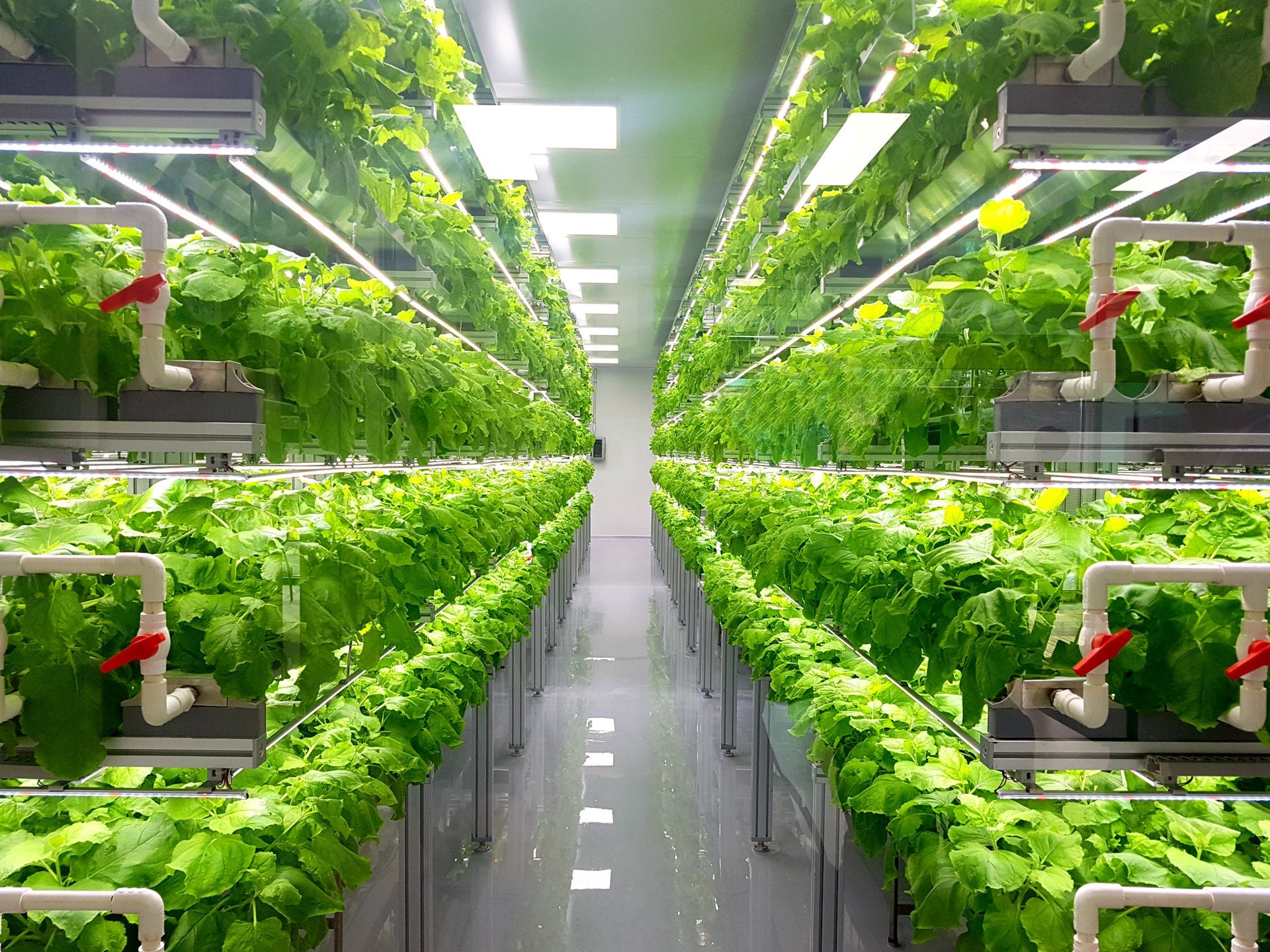 A person is holding a lettuce plant with roots in their hands.