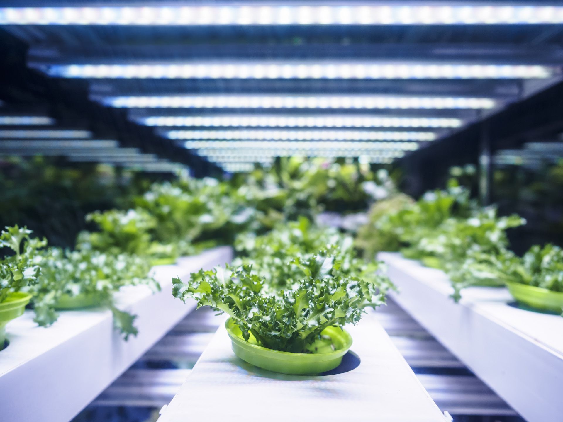 A bunch of lettuce plants are growing in a hydroponic system.