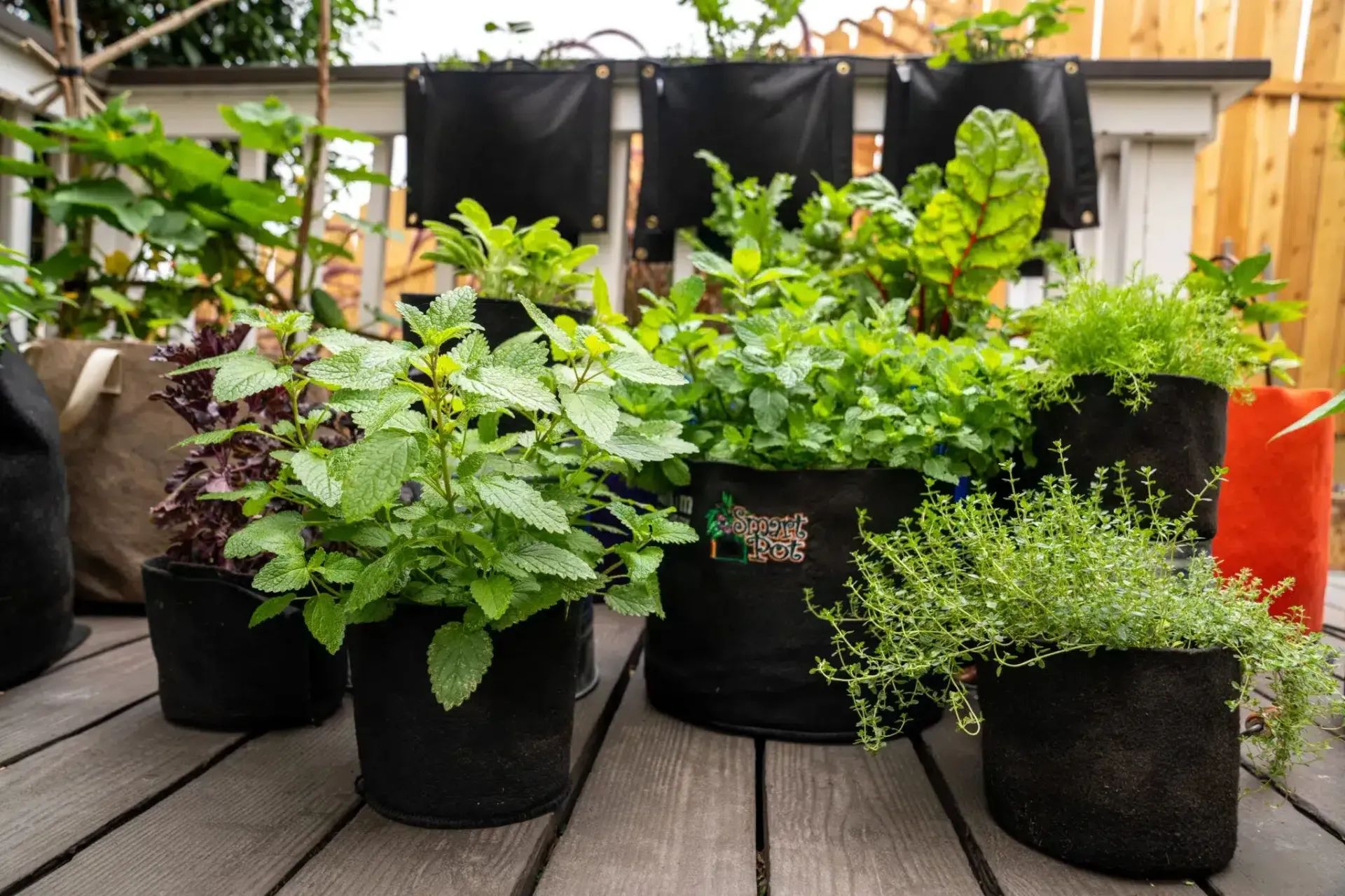 A group of potted plants are sitting on a wooden deck.