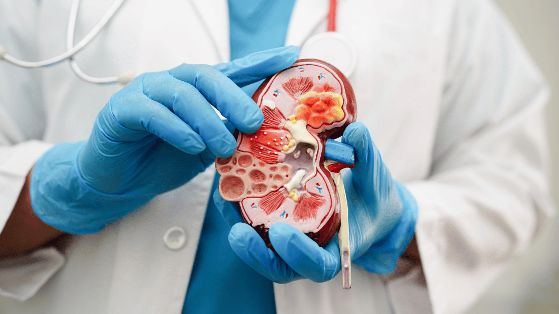 Cos'è la Creatinina, valori normali e come eseguire l’esame del sangue
