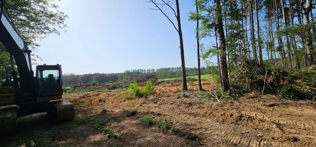 Excavator working in a cleared forest area beside tall trees under a clear sky