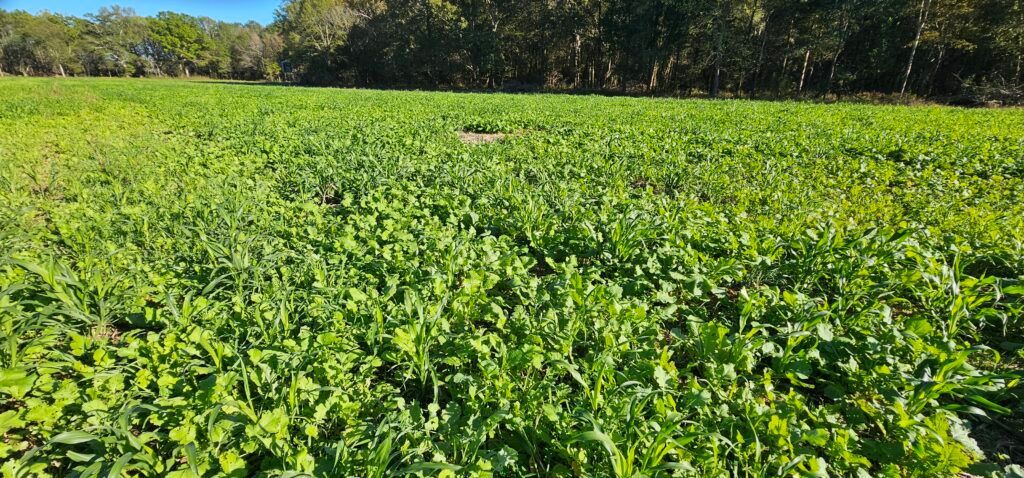 Lush green crop field under a clear blue sky, with trees lining the horizon.