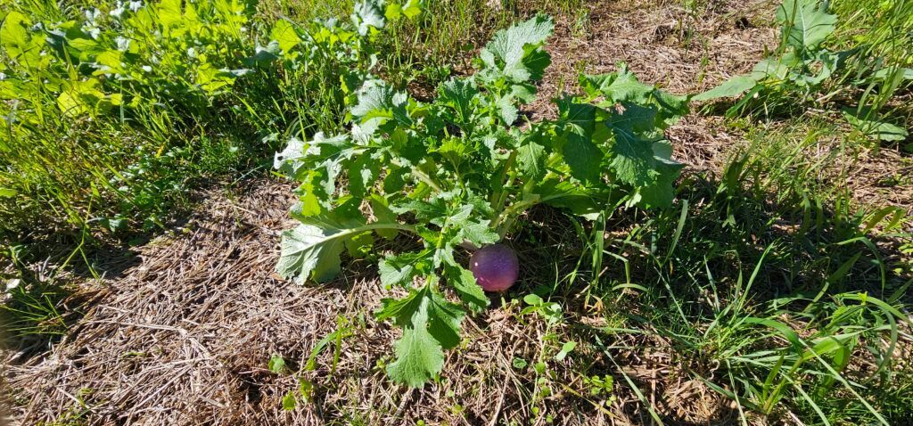 Purple eggplant growing on a leafy plant in a garden bed