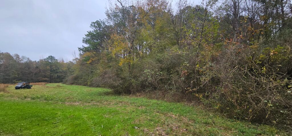 Grassy field beside dense autumn trees under a cloudy sky