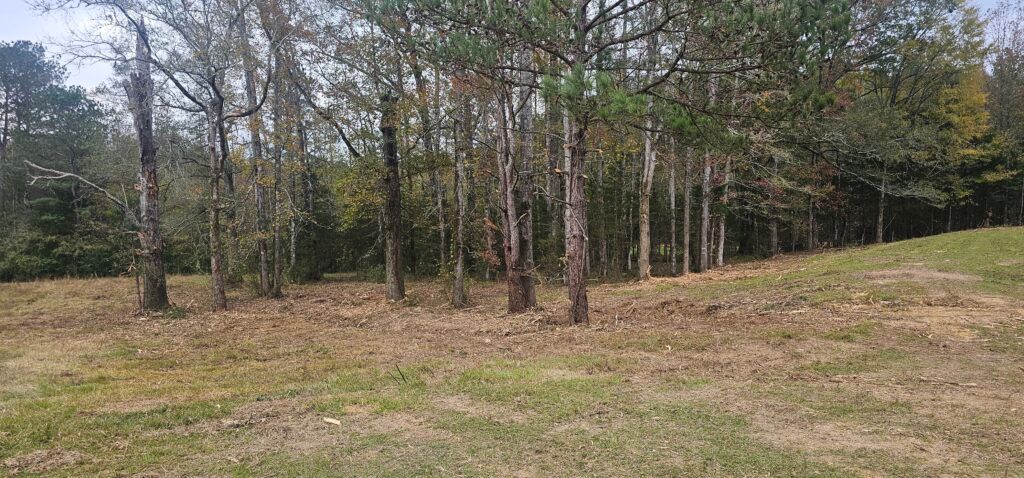 Grassy clearing beside a line of trees under a bright sky