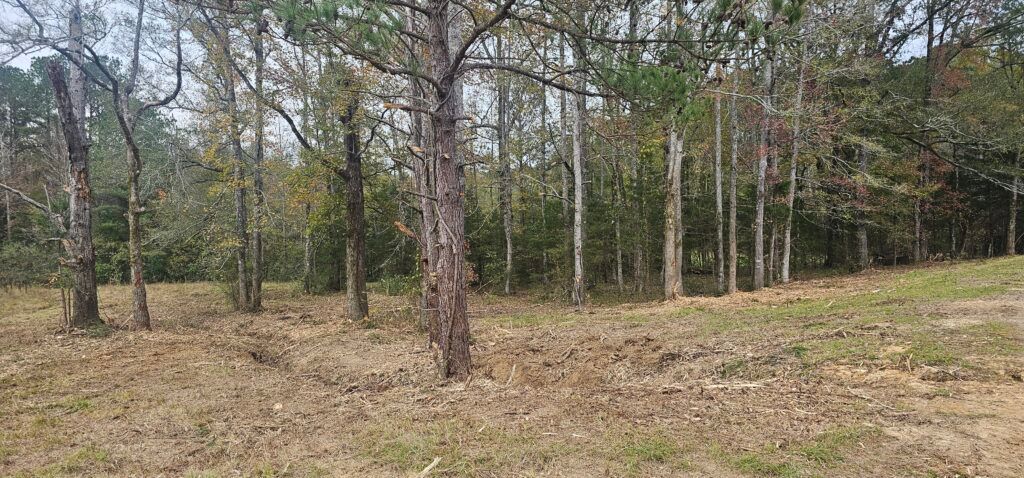 Sparse trees in a dry wooded clearing with leaf-covered ground.