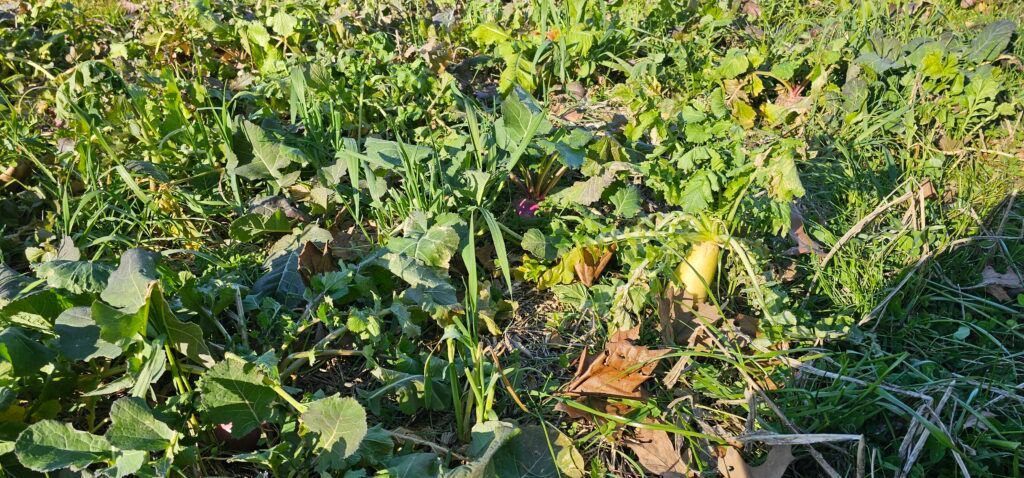 Dense green vegetation growing in a field, with leaves and vines covering the ground